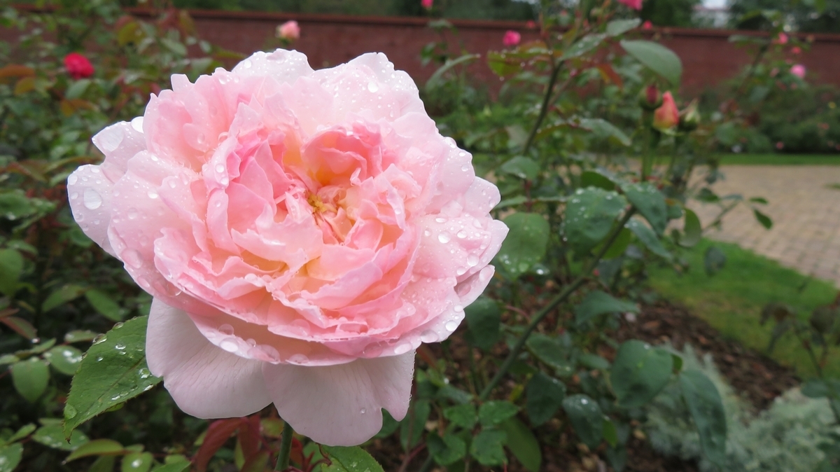 f:id:shirokumapanda:20181118231720j:plain f:id:shirokumapanda:20181118231720j:plain