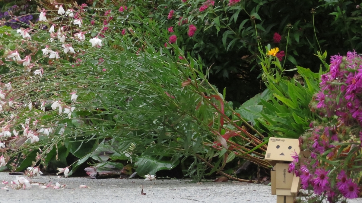 f:id:shirokumapanda:20181118232056j:plain f:id:shirokumapanda:20181118232056j:plain