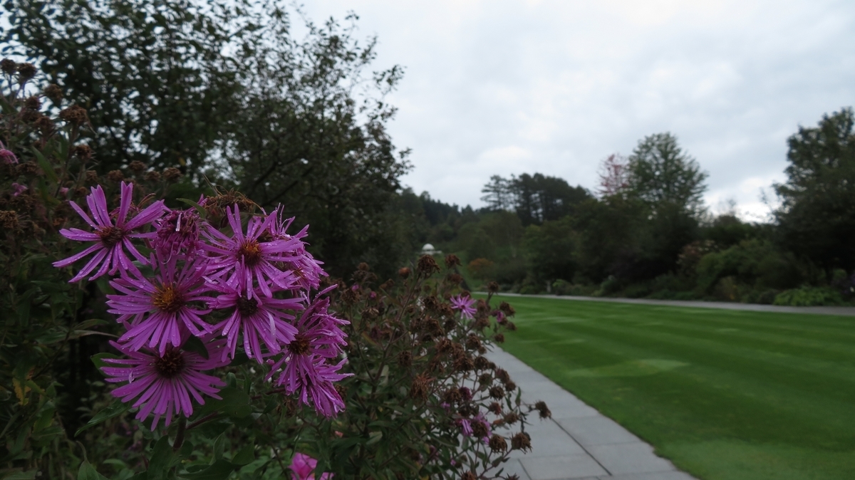 f:id:shirokumapanda:20181118232101j:plain f:id:shirokumapanda:20181118232101j:plain