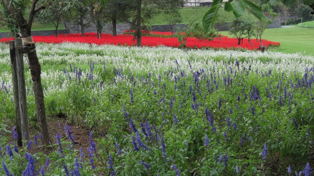 f:id:shirokumapanda:20181118232156j:plain f:id:shirokumapanda:20181118232156j:plain