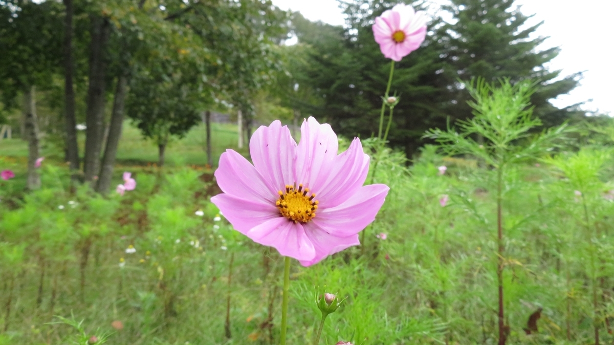 f:id:shirokumapanda:20181118232200j:plain f:id:shirokumapanda:20181118232200j:plain