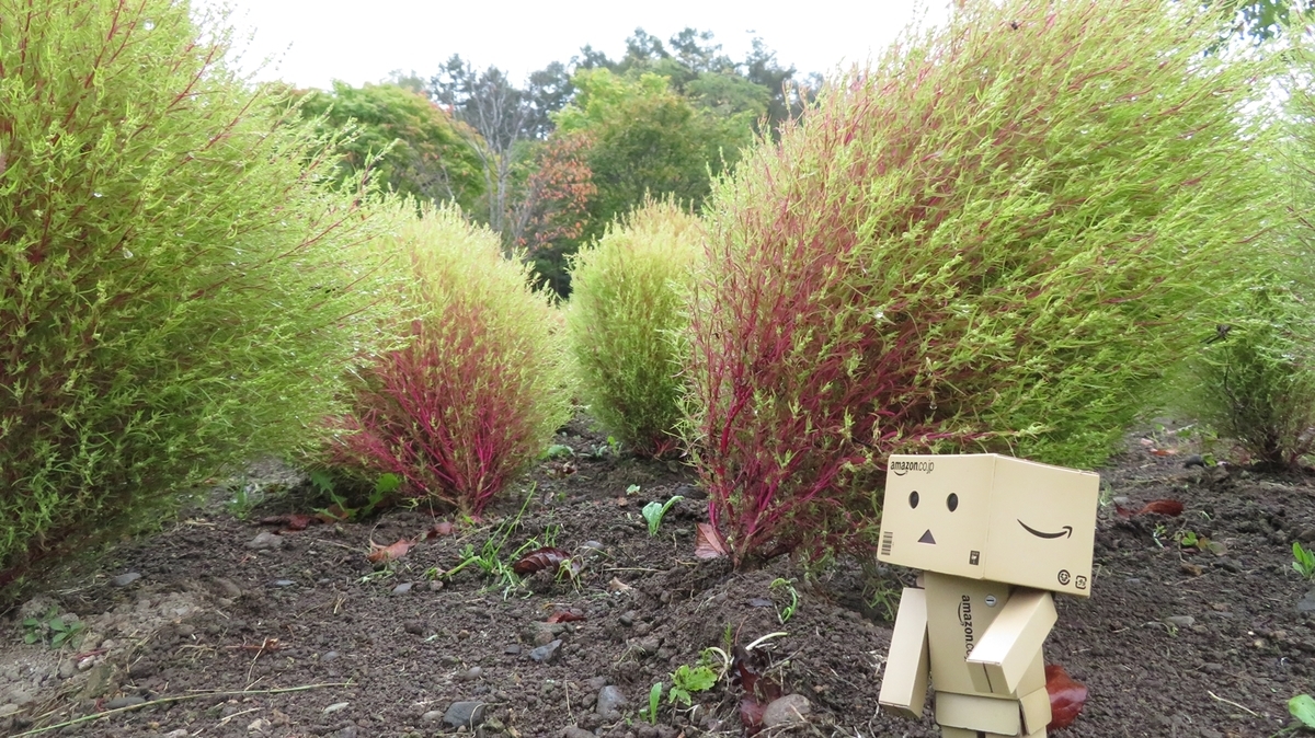 f:id:shirokumapanda:20181118232209j:plain f:id:shirokumapanda:20181118232209j:plain