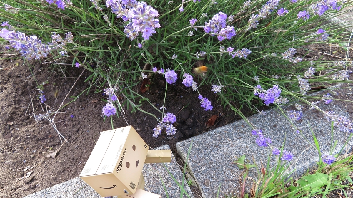 f:id:shirokumapanda:20181121223229j:plain f:id:shirokumapanda:20181121223229j:plain