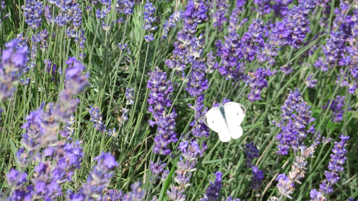 f:id:shirokumapanda:20181121223239j:plain f:id:shirokumapanda:20181121223239j:plain