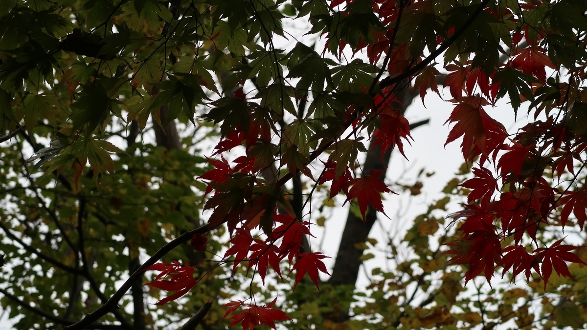 f:id:shirokumapanda:20181122235545j:plain f:id:shirokumapanda:20181122235545j:plain