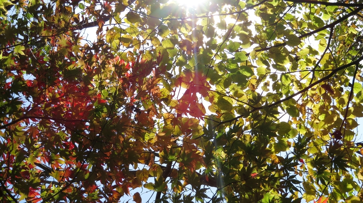 f:id:shirokumapanda:20181123000151j:plain f:id:shirokumapanda:20181123000151j:plain