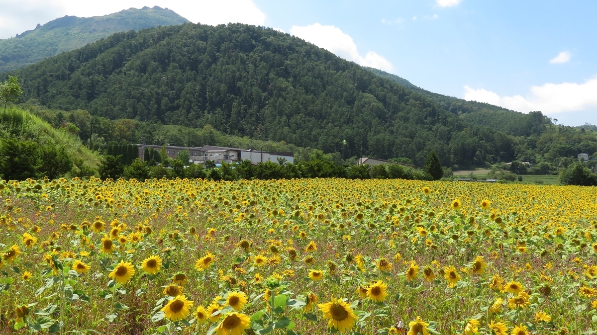 壮瞥町 道沿いに広がるひまわり畑の黄色毯 - 北海道ミテミル