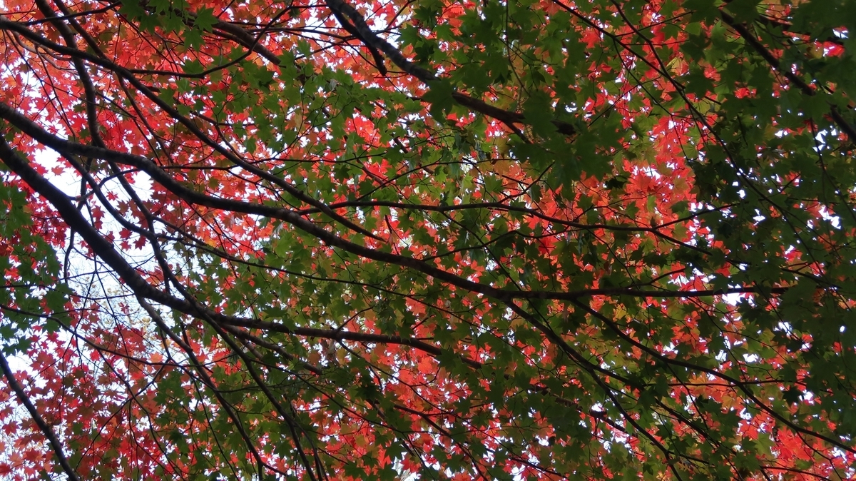 f:id:shirokumapanda:20190104035123j:plain