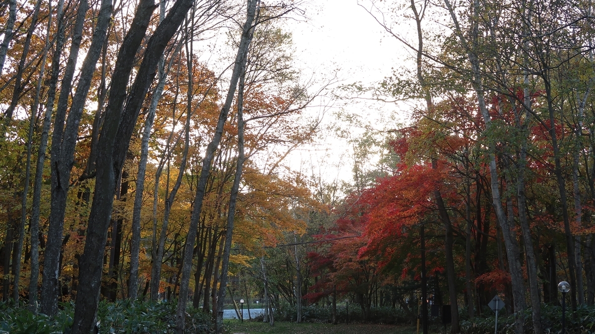 f:id:shirokumapanda:20190104035131j:plain