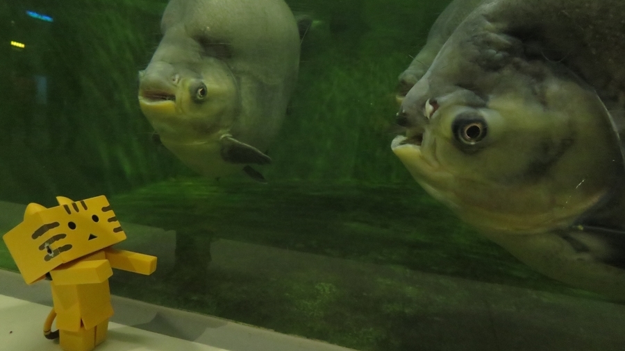 f:id:shirokumapanda:20190122213530j:plain