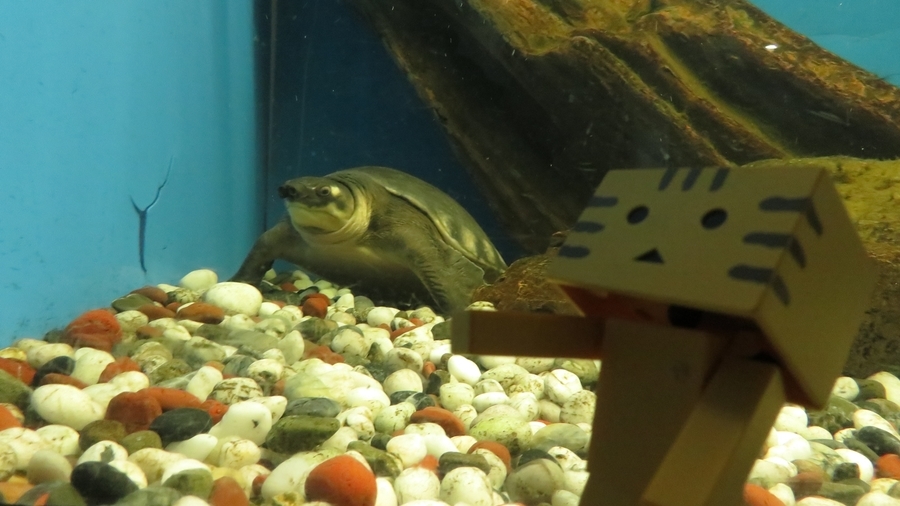 f:id:shirokumapanda:20190122213537j:plain