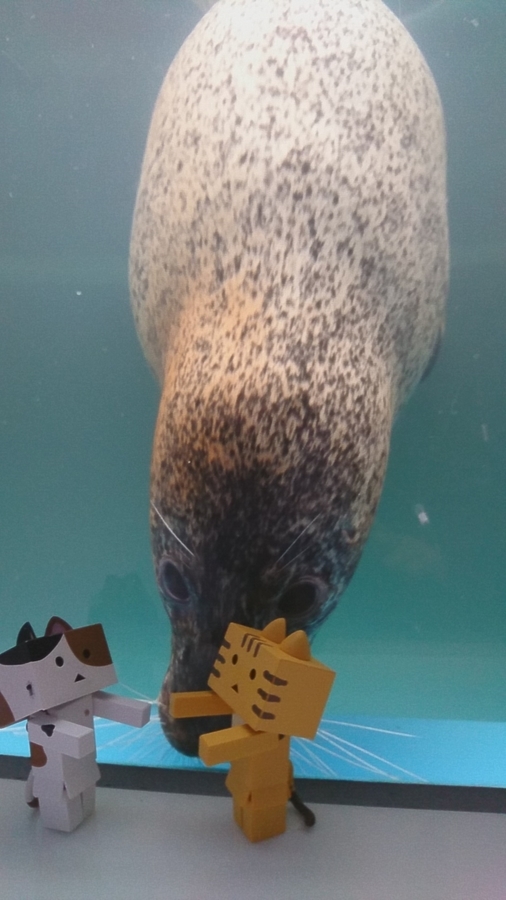 f:id:shirokumapanda:20190122213544j:plain