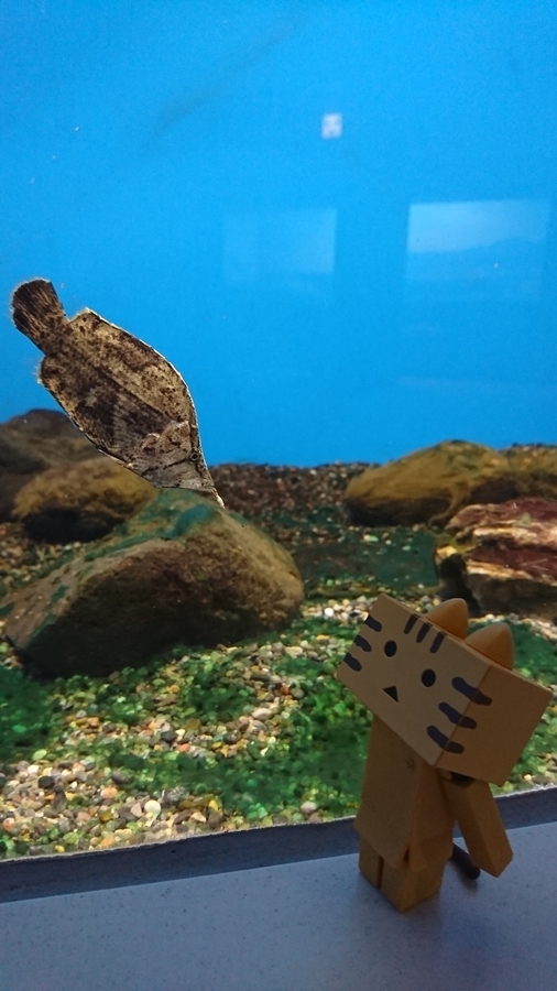 f:id:shirokumapanda:20190122213555j:plain