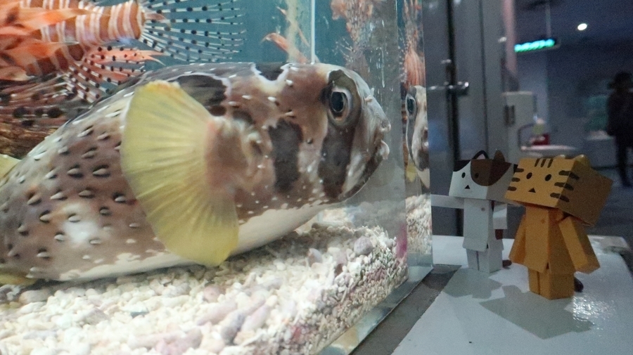 f:id:shirokumapanda:20190122214119j:plain