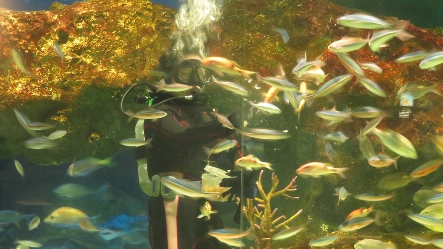 f:id:shirokumapanda:20190122214148j:plain