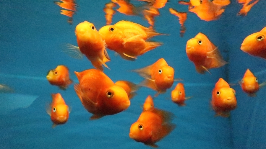 f:id:shirokumapanda:20190122215445j:plain