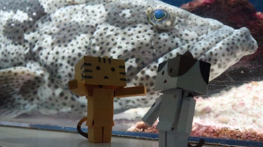 f:id:shirokumapanda:20190122220120j:plain