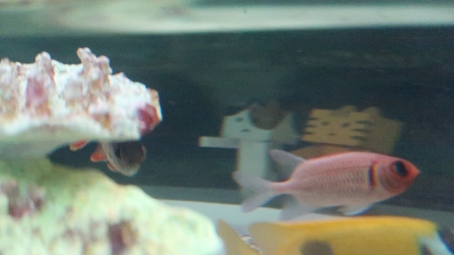 f:id:shirokumapanda:20190122220126j:plain