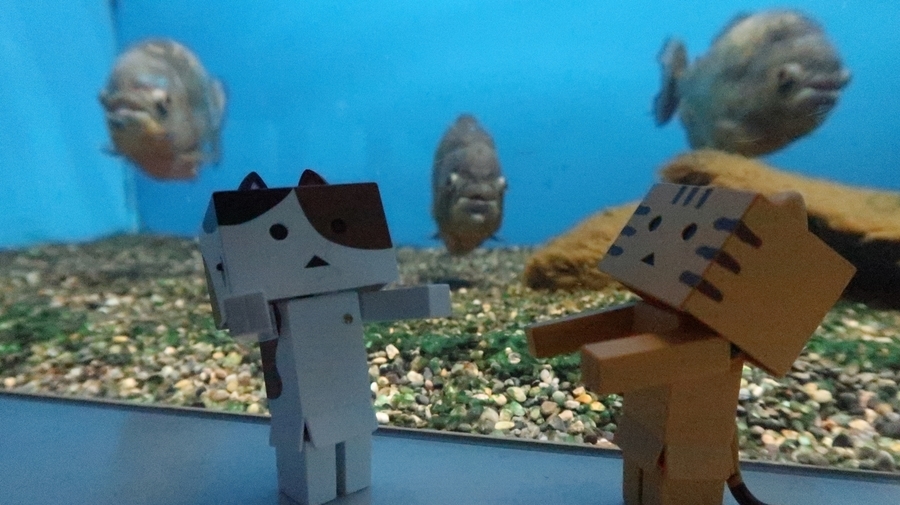 f:id:shirokumapanda:20190122220130j:plain