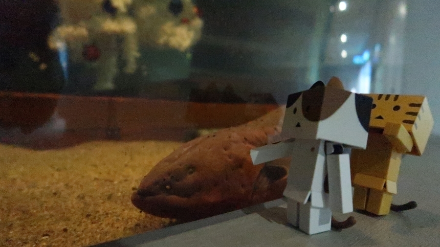 f:id:shirokumapanda:20190122220137j:plain