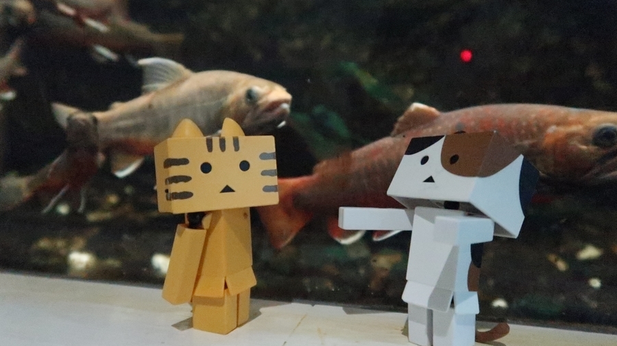 f:id:shirokumapanda:20190122220142j:plain