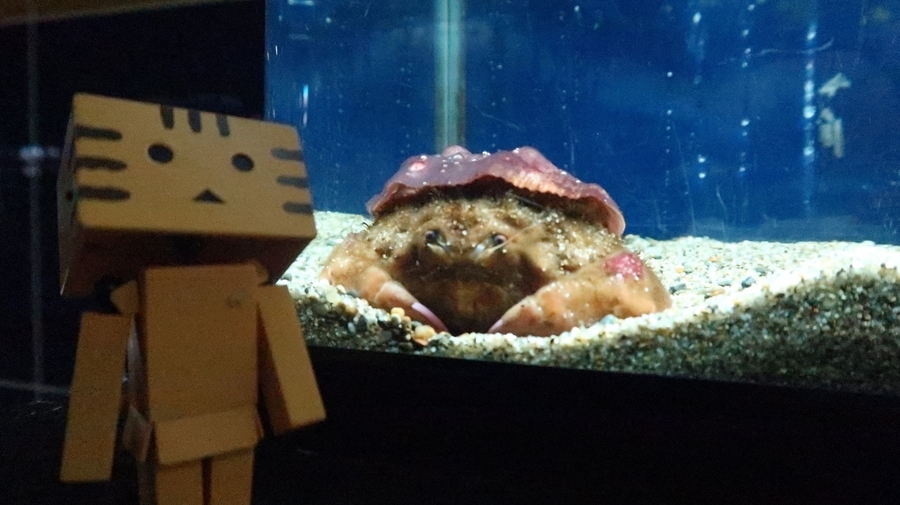 f:id:shirokumapanda:20190122220835j:plain