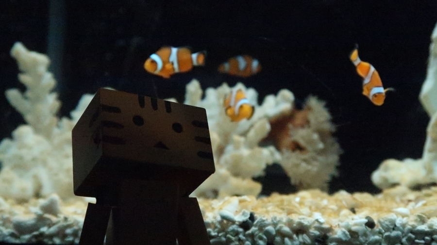 f:id:shirokumapanda:20190122220839j:plain