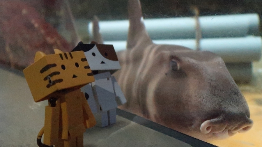 f:id:shirokumapanda:20190122220843j:plain