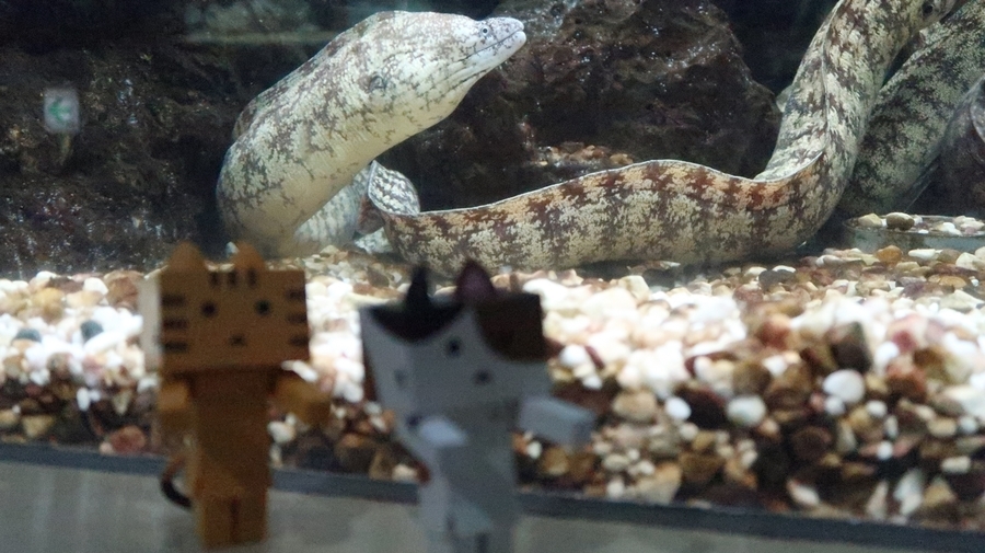 f:id:shirokumapanda:20190122220848j:plain