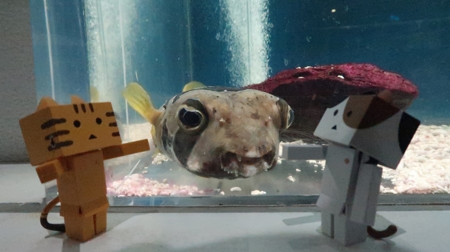 f:id:shirokumapanda:20190122220852j:plain