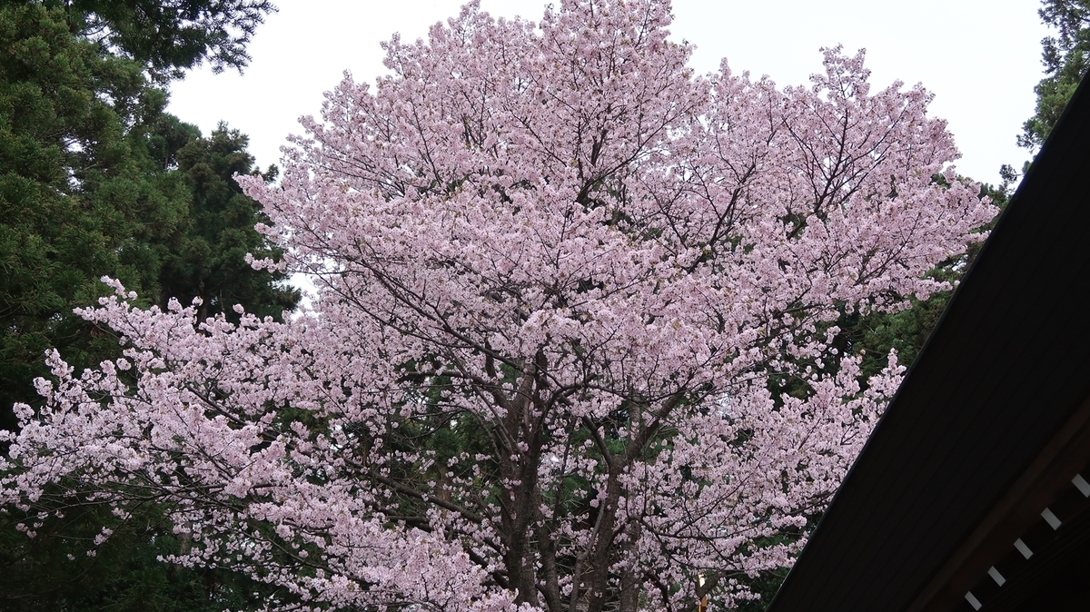f:id:shirokumapanda:20190502012446j:plain
