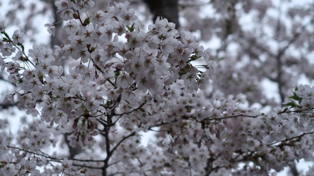 f:id:shirokumapanda:20190502013145j:plain