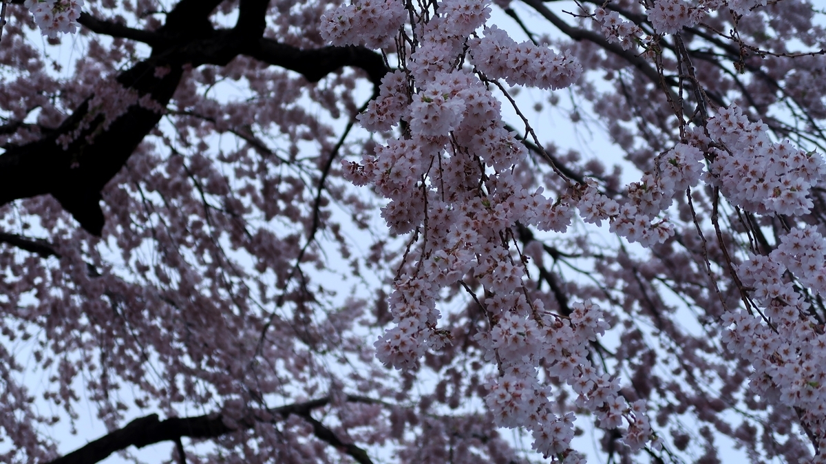 f:id:shirokumapanda:20190506232219j:plain