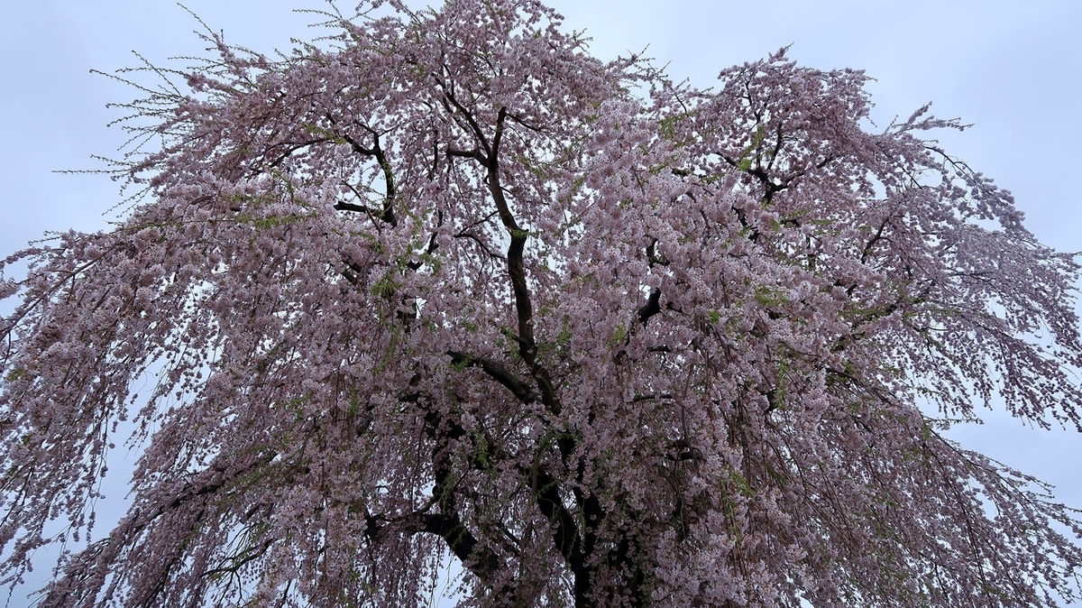 f:id:shirokumapanda:20190506232230j:plain