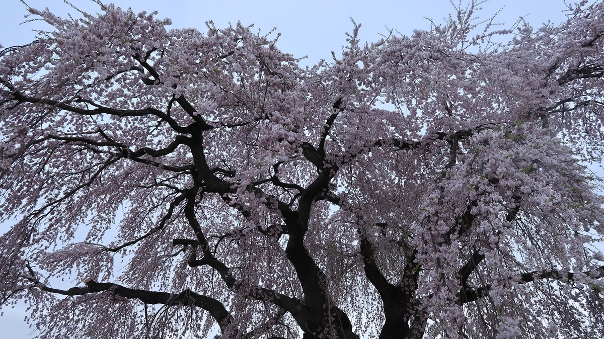 f:id:shirokumapanda:20190506232319j:plain
