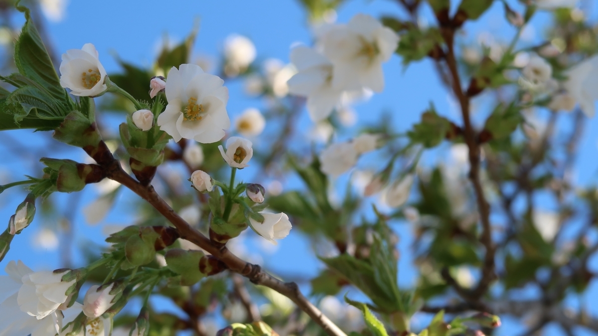 f:id:shirokumapanda:20190515025454j:plain