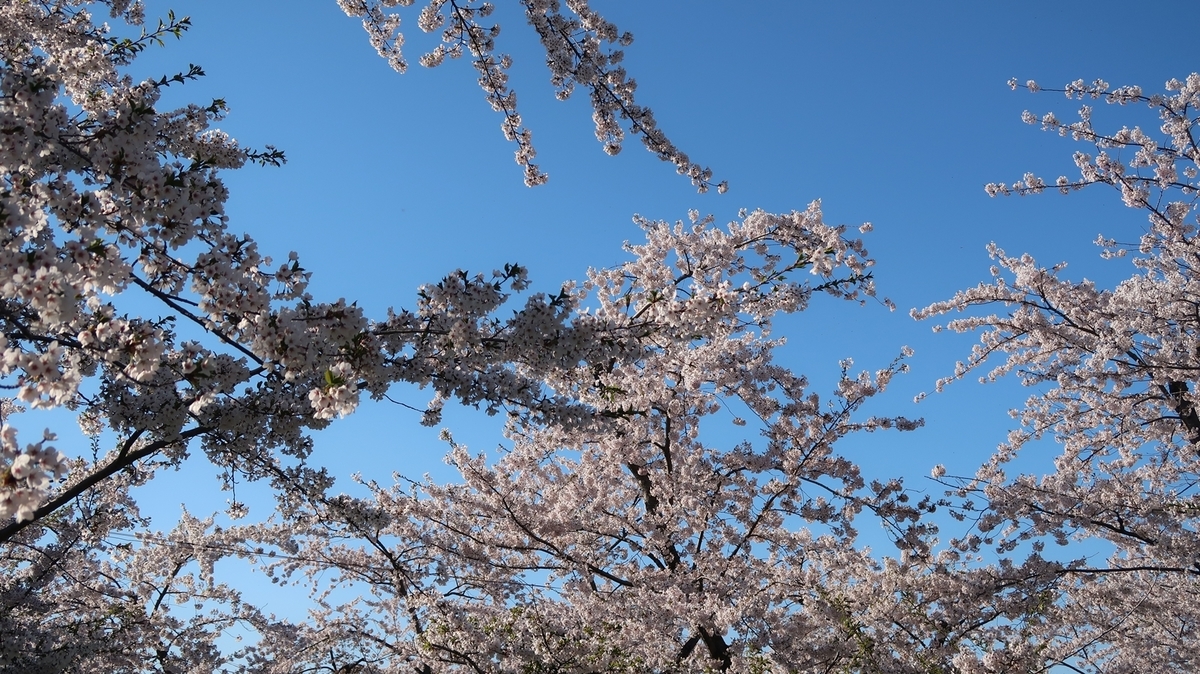 f:id:shirokumapanda:20190515025643j:plain