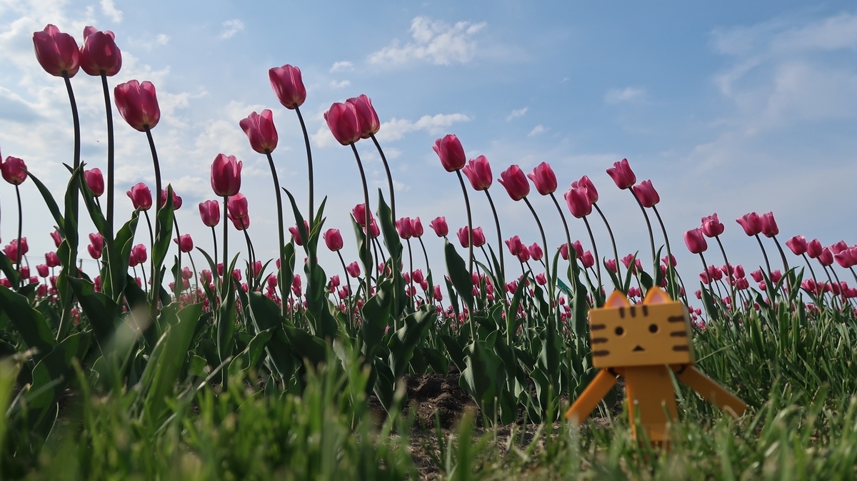 f:id:shirokumapanda:20190520232906j:plain