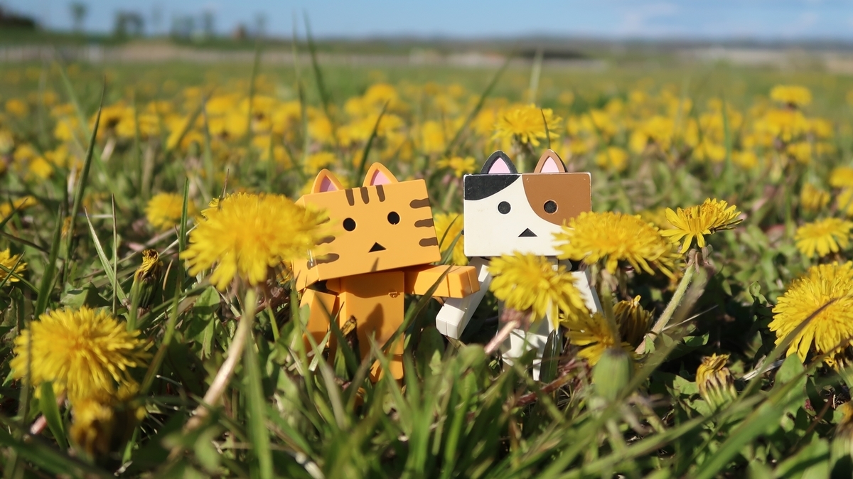 f:id:shirokumapanda:20190524221408j:plain