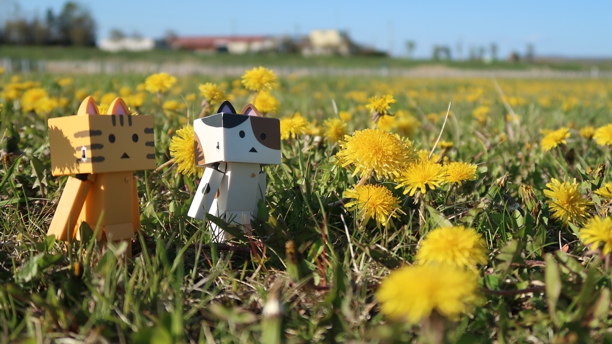 f:id:shirokumapanda:20190524221414j:plain