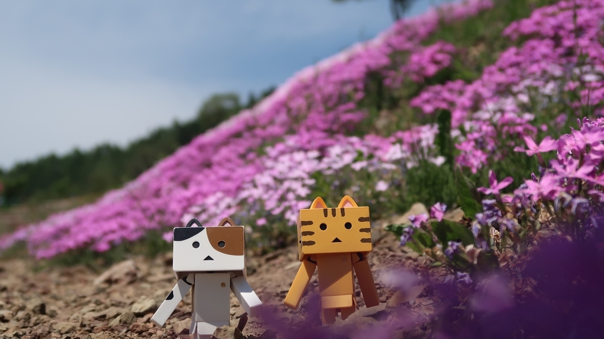 f:id:shirokumapanda:20190527234418j:plain