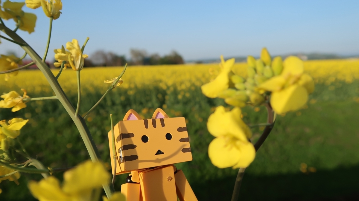 f:id:shirokumapanda:20190529002109j:plain