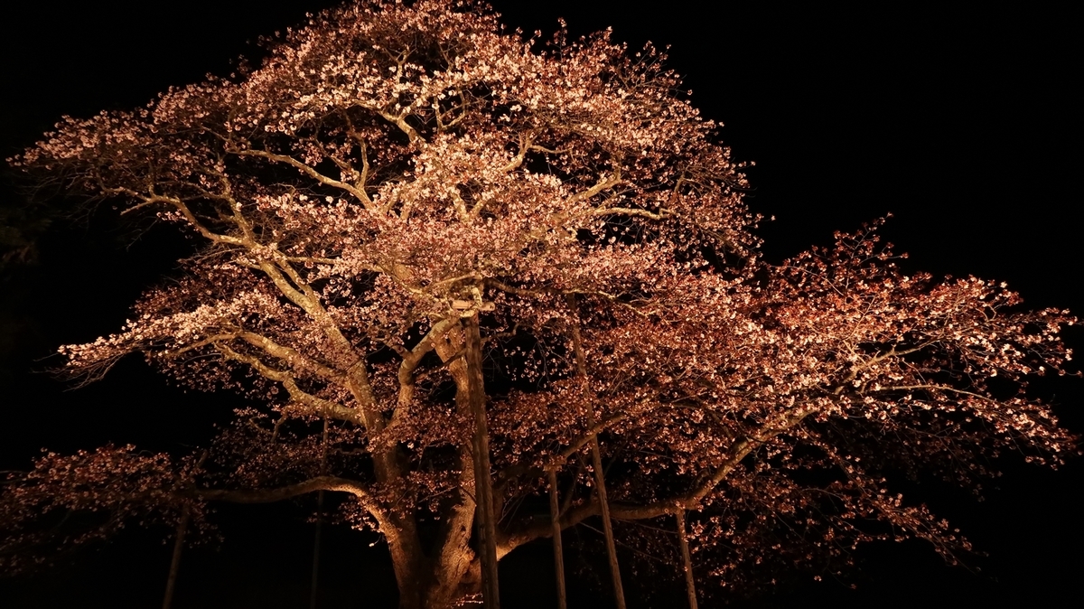 f:id:shirokumapanda:20190530234554j:plain