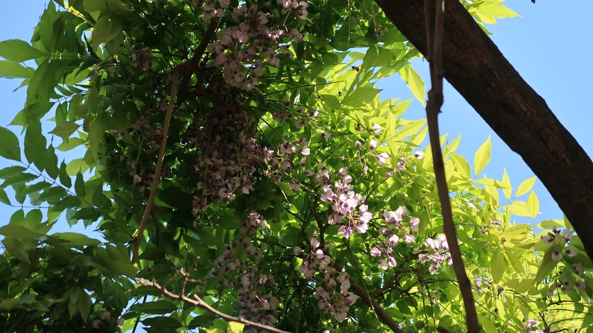 f:id:shirokumapanda:20190603224116j:plain f:id:shirokumapanda:20190603224116j:plain