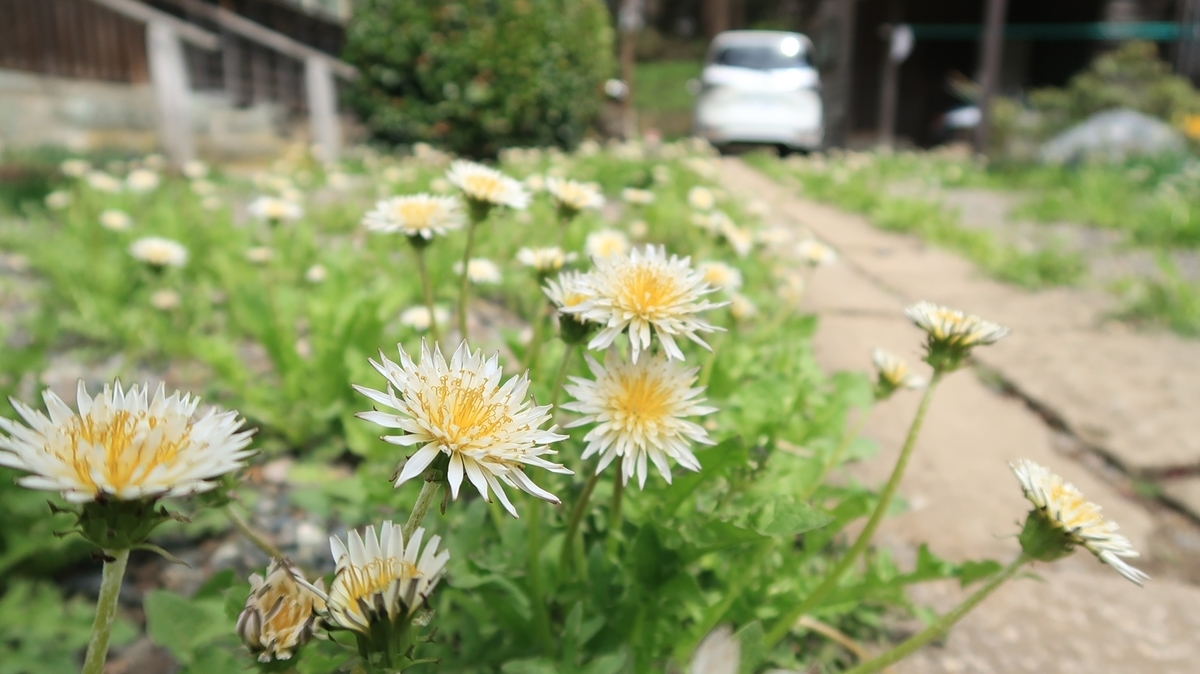 f:id:shirokumapanda:20190607224210j:plain