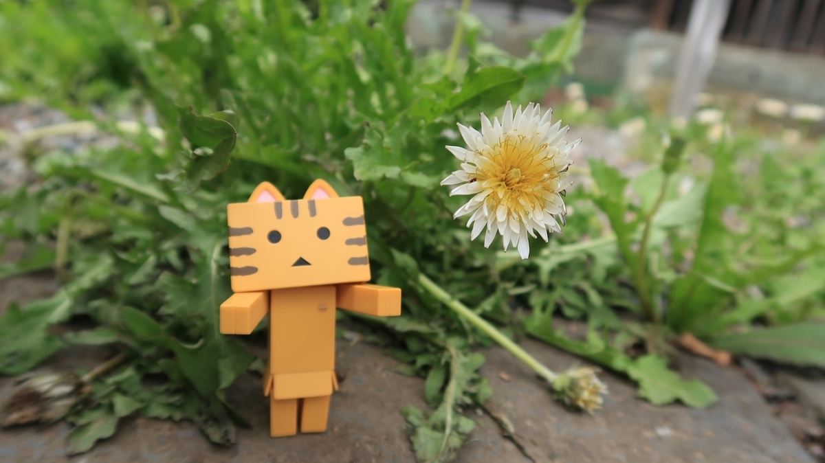 f:id:shirokumapanda:20190607224219j:plain