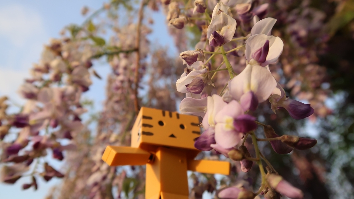 f:id:shirokumapanda:20190610230613j:plain