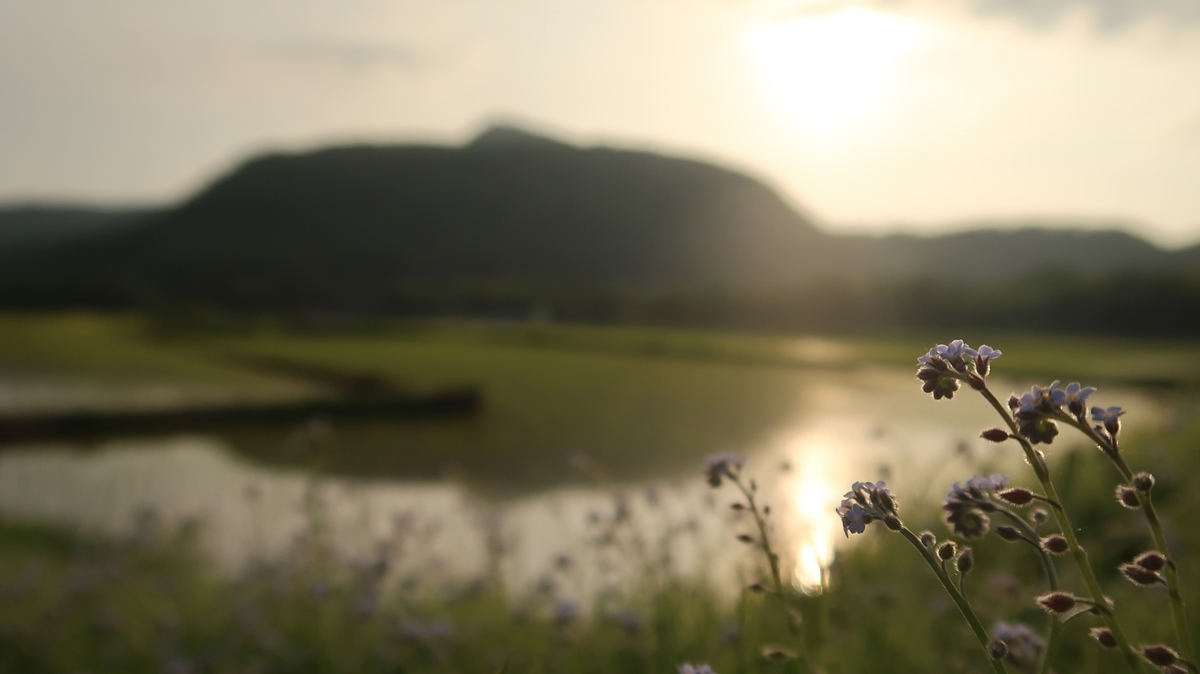 f:id:shirokumapanda:20190610230617j:plain