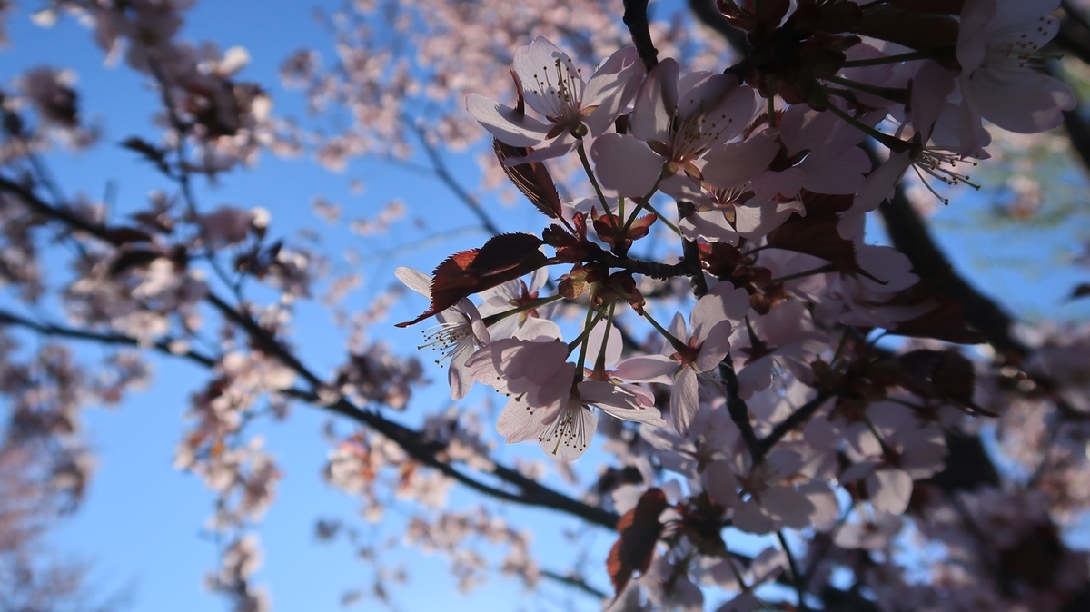 f:id:shirokumapanda:20190615233345j:plain