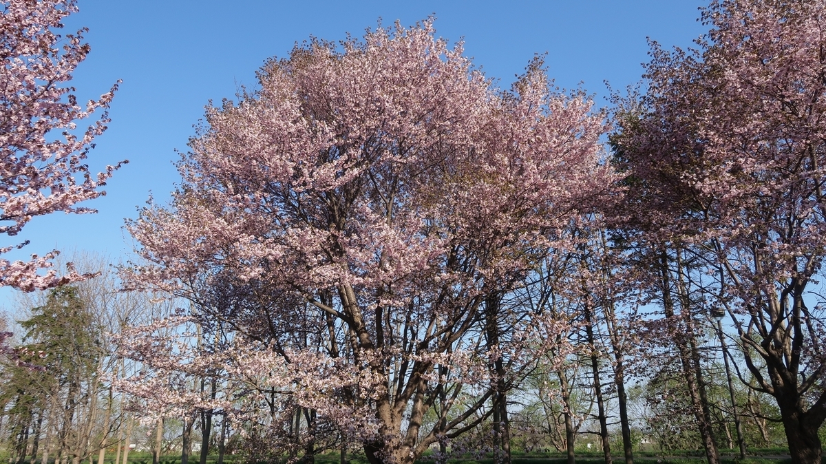 f:id:shirokumapanda:20190615234910j:plain